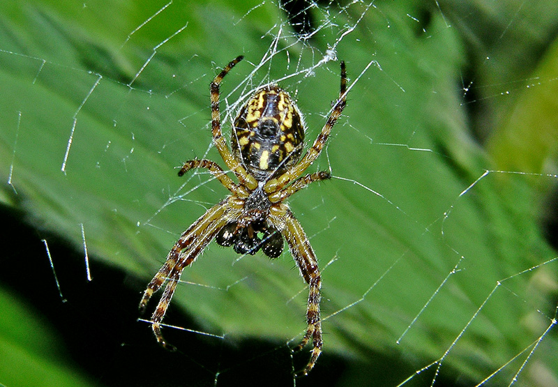Aculepeira sp.